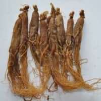chiness red ginseng