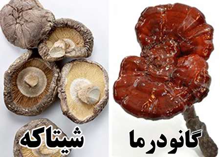 تفاوت ظاهری قارچ گانودرما و قارچ شیتاکه