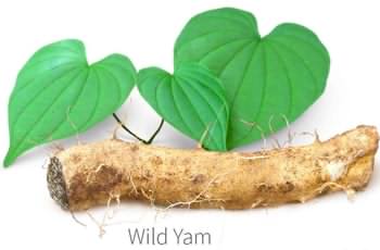 ریشه گیاه یام وحشی مکزیکی Mexican wild Yam (Root)