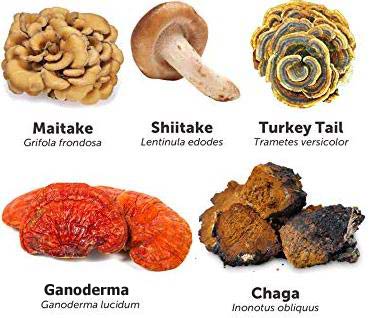 قارچ شیتاکه - گانودرما و قارچ میتاکه