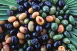 Serenoa repens fruit